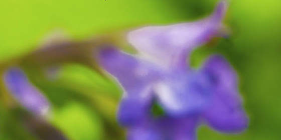 online pharmacy can make birth control tablets much less effective.